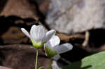 Carolina springbeauty